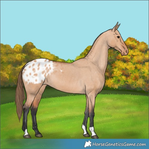 Horse Color:Bay Dun Blanket