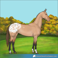 Horse Color:Bay Dun Appaloosa 
