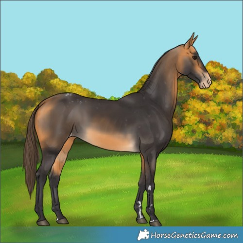 Horse Color:Buckskin Appaloosa 