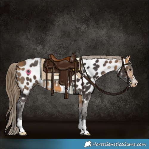 Horse Color:Buckskin Near Leopard