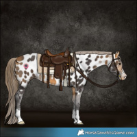 Horse Color:Buckskin Near Leopard 