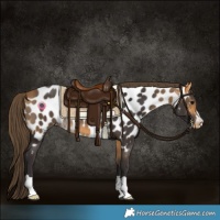 Horse Color:Buckskin Appaloosa 