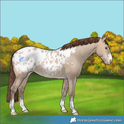 Horse Color:Amber Champagne Dun Appaloosa 