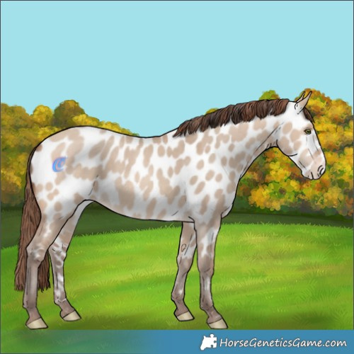 Horse Color:Amber Champagne Dun Frame Appaloosa 