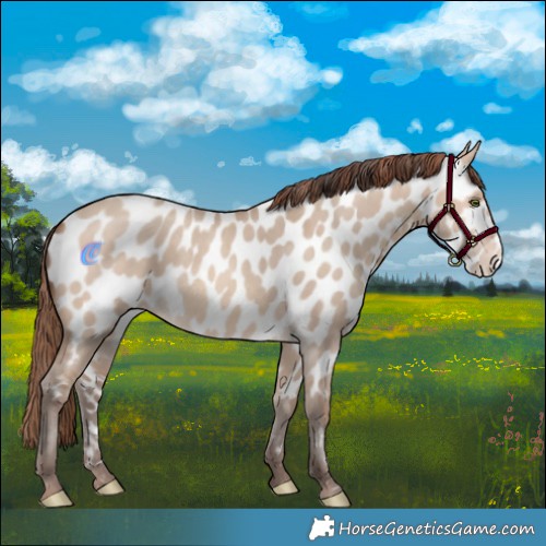 Horse Color:Amber Champagne Dun Frame Appaloosa