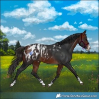 Horse Color:Bay Sabino Splash Appaloosa  and Bay Sabino Splash Appaloosa 