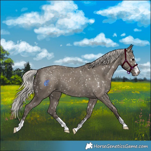 Horse Color:Silver Grullo Appaloosa 