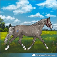 Horse Color:Silver Grullo Appaloosa