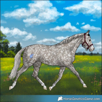 Horse Color:Silver Grullo Appaloosa