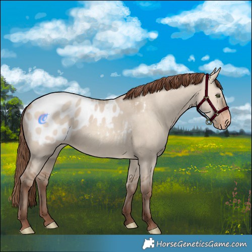 Horse Color:Amber Champagne Dun Appaloosa