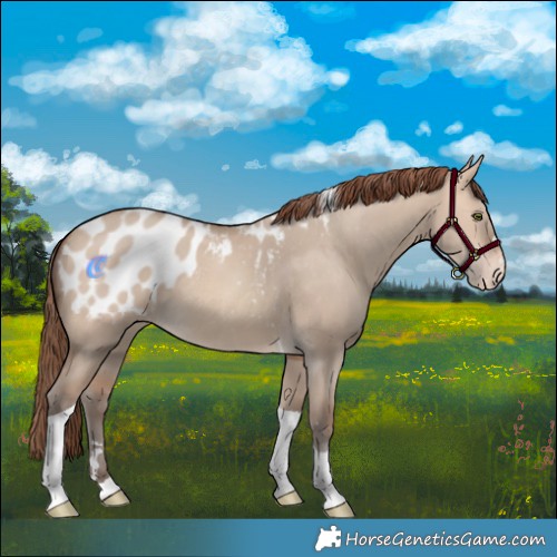Horse Color:Amber Champagne Dun Tobiano Appaloosa 