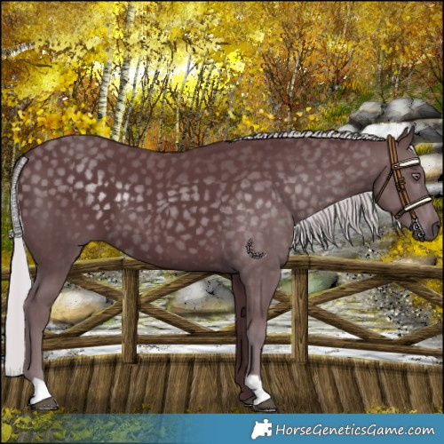 Horse Color:Chocolate Silver Black Chinchilla 