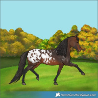 Horse Color:Brown Appaloosa 