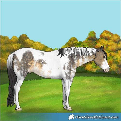 Horse Color:Buckskin Sabino Tobiano 