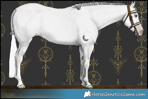 Horse Color:Chocolate Silver Classic Champagne Chinchilla Dun 