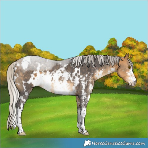 Horse Color:White Spotted Silver Buckskin Sabino