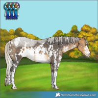 Horse Color:White Spotted Silver Buckskin Sabino 