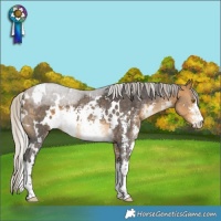 Horse Color:White Spotted Silver Buckskin Sabino 
