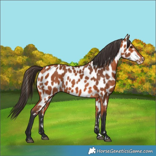 Horse Color:Bay Appaloosa