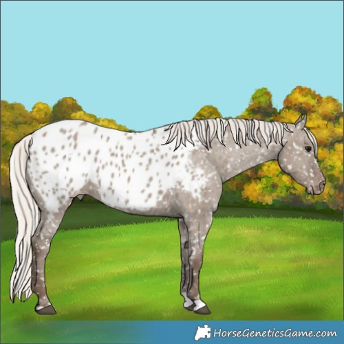 Horse Color:Silver Grullo Appaloosa 