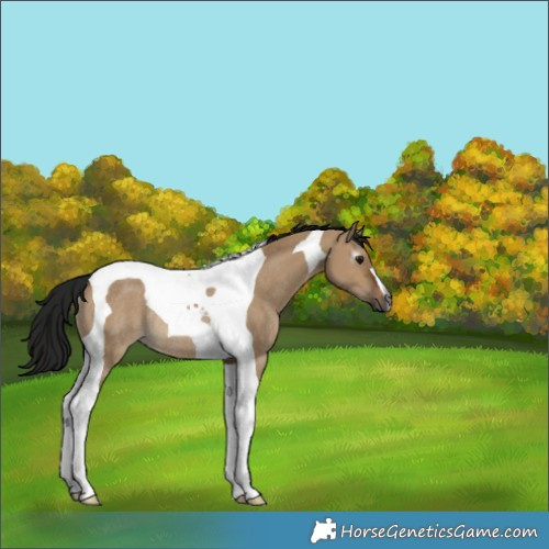 Horse Color:Gray Brown Dun Tobiano Rabicano 