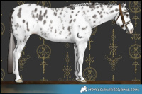 Horse Color:Liver Chestnut Sabino Leopard 