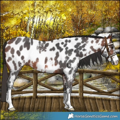 Horse Color:Bay Sabino Near Leopard 