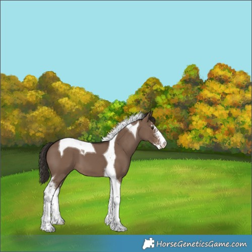 Horse Color:Liver Red Dun Sabino Tobiano 