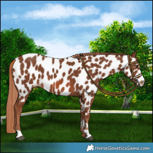 Horse Color:Chestnut Near Leopard 