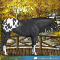 Horse Color:Black Blanket 