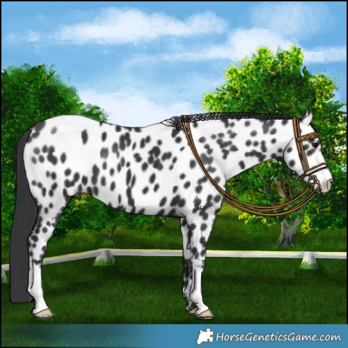Horse Color:Black Near Leopard 