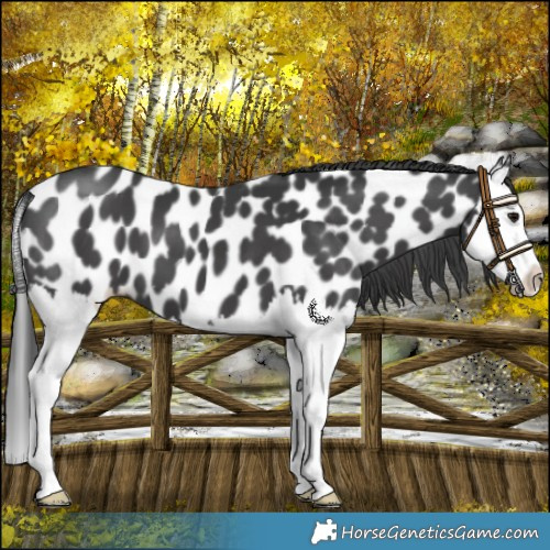 Horse Color:Black Splash Leopard 