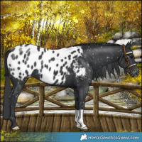 Horse Color:Black Blanket 