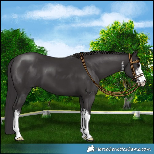 Horse Color:White Spotted Smoky Black 