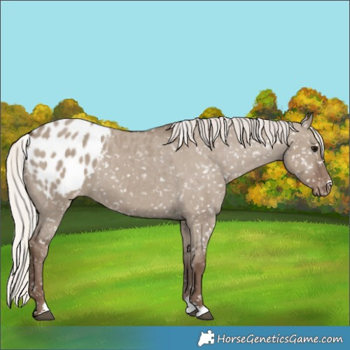 Horse Color:Silver Grullo Appaloosa 