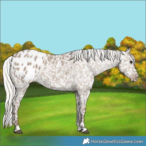 Horse Color:Silver Grullo Blanket 