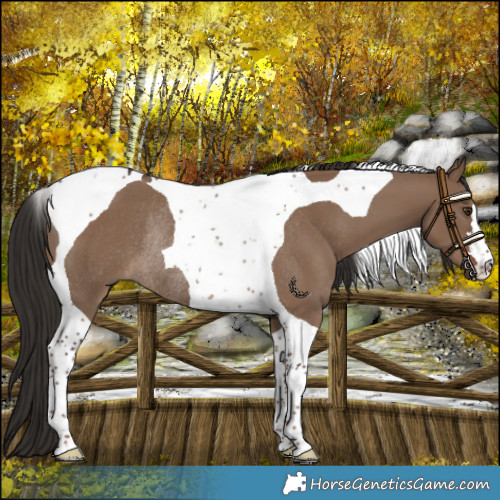 Horse Color:Liver Red Dun Tobiano Rabicano 