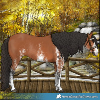Horse Color:White Spotted Bay Rabicano