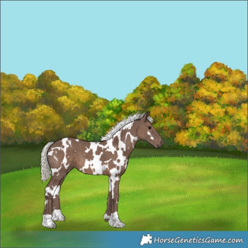 Horse Color:White Spotted Silver Black 
