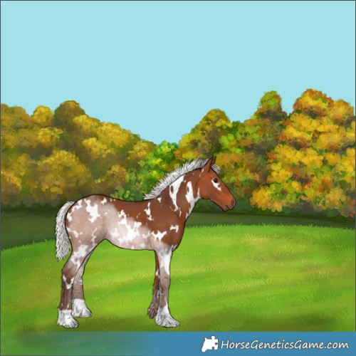 Horse Color:White Spotted Silver Brown