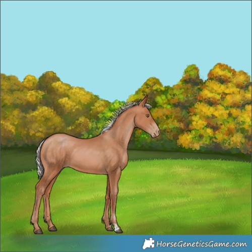 Horse Color:Silver Bay Pearl 