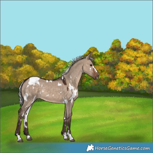 Horse Color:White Spotted Silver Brown Dun 