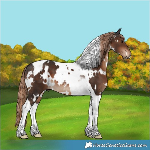 Horse Color:White Spotted Liver Chestnut Tobiano 