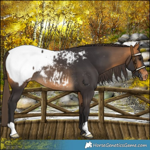 Horse Color:Buckskin Snowcap Rabicano 