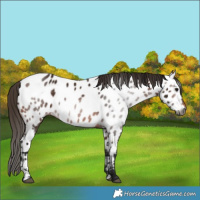 Horse Color:Unknown 