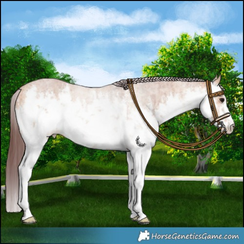 Horse Color:White Spotted Chocolate Bay Dun Brindle 