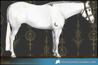 Horse Color:Palomino Dun Sabino Near Leopard Brindle