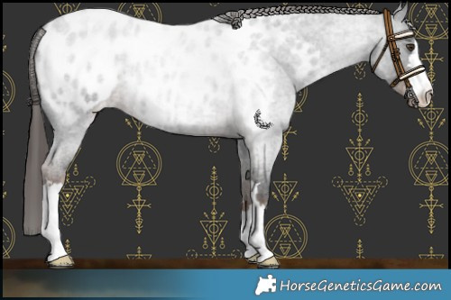 Horse Color:Liver Red Roan Appaloosa 