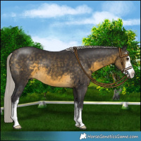 Horse Color:White Spotted Silver Buckskin 
