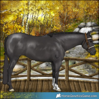 Horse Color:Smoky Black 